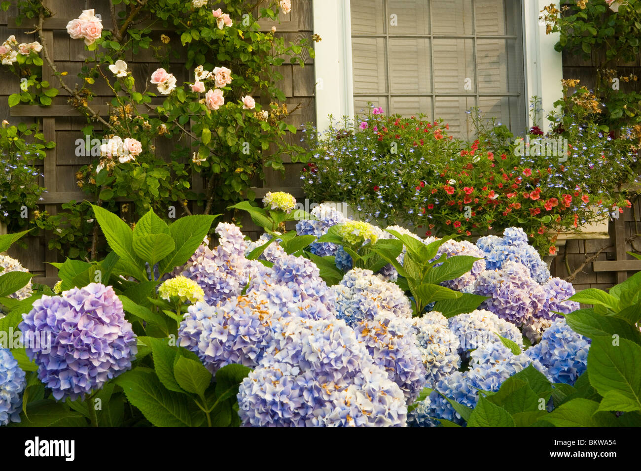 Hydrangea and Nantucket garden. Stock Photo