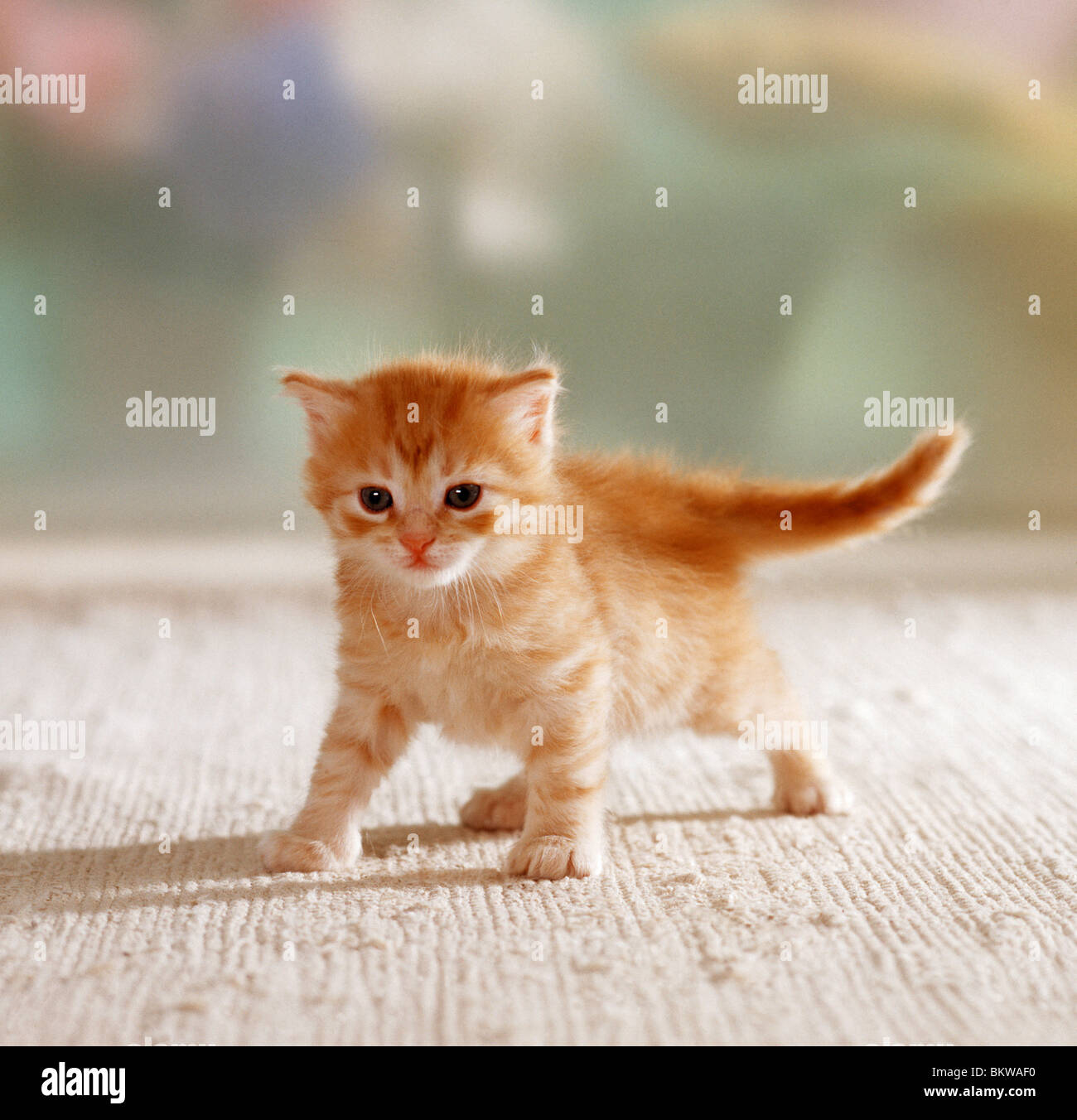 Domestic Cat,  kitten (four weeks old) on a carpet Stock Photo
