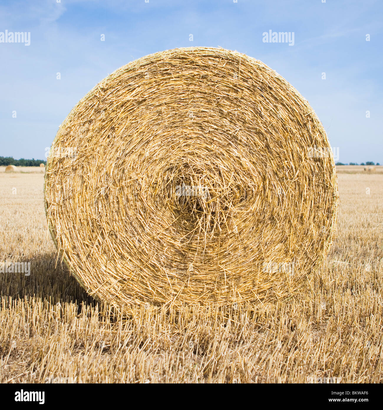 Big hay bale on a field Stock Photo