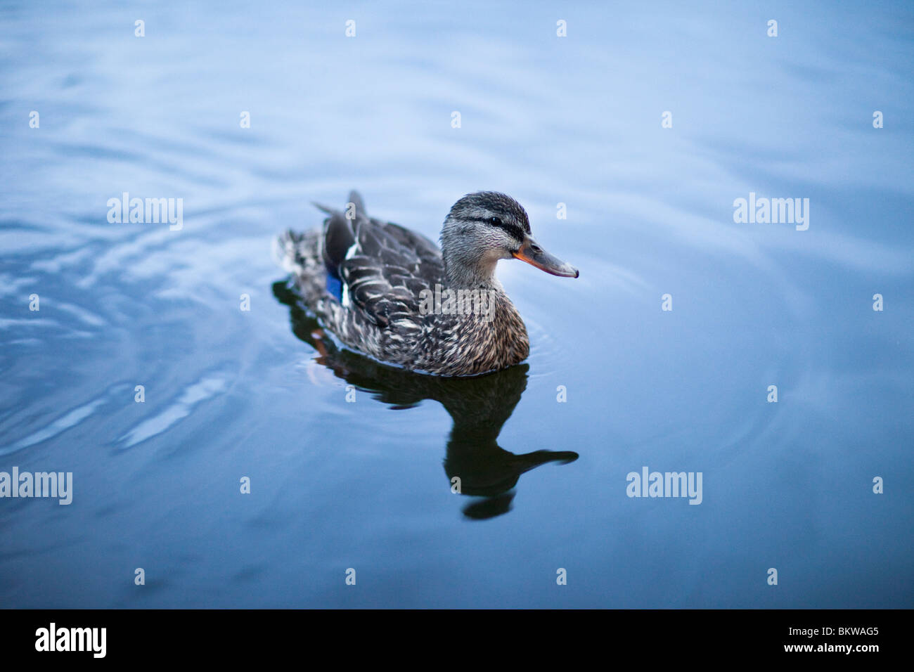 Lonely duck in the water Stock Photo