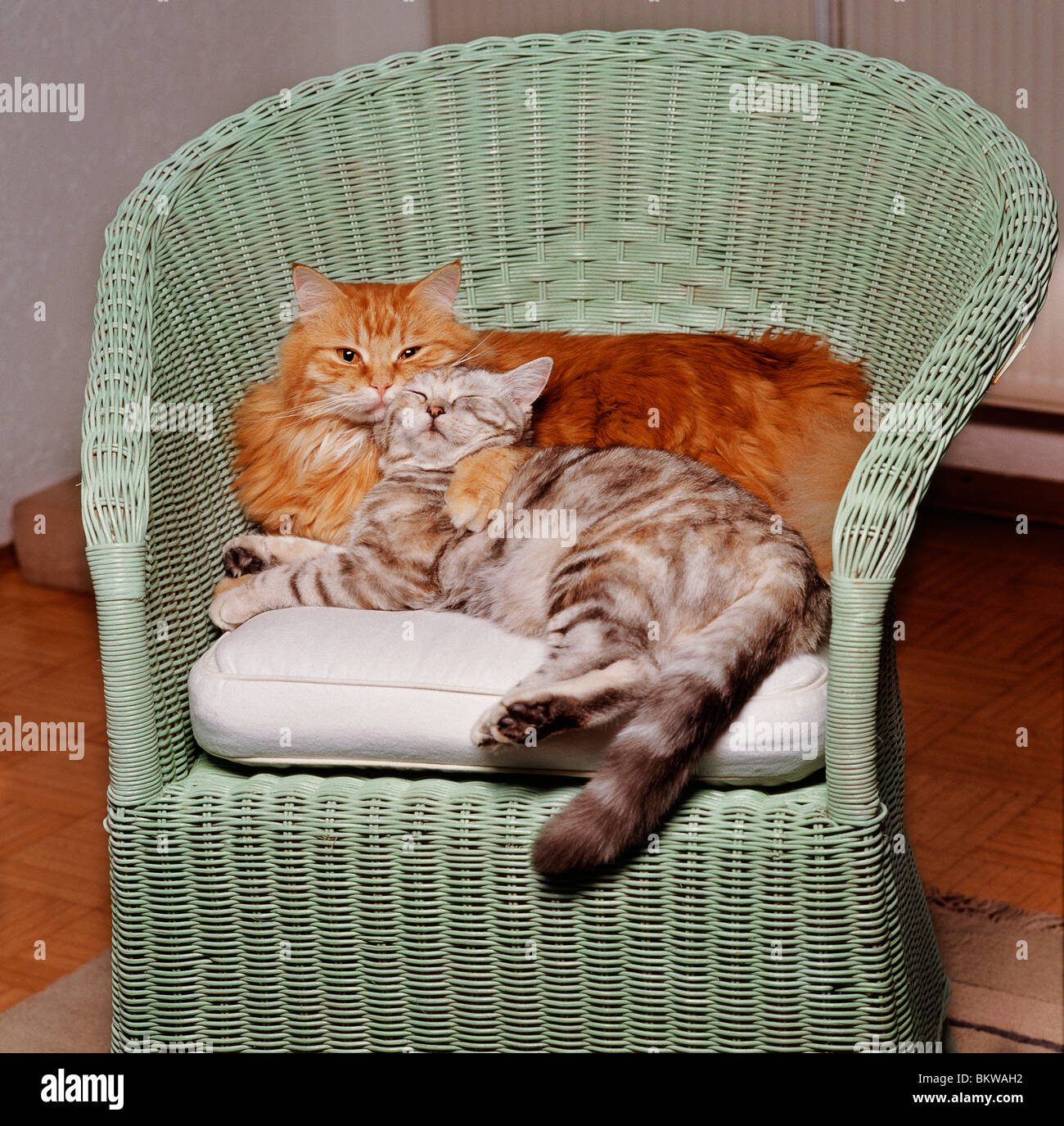 two cats chair Stock Photo