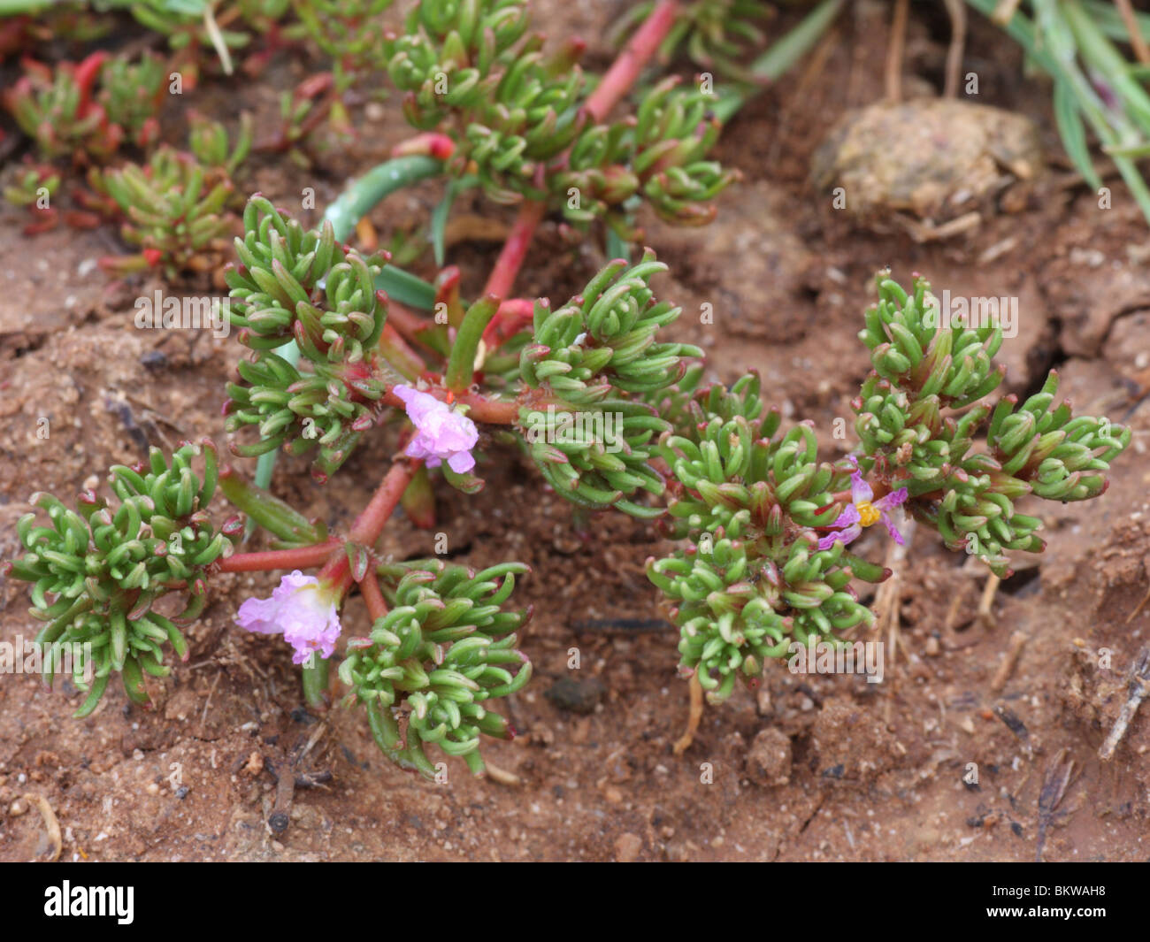 Sea Heath occurs along mediterranean coasts. It is found near sea on moist soils, where it forms loose mats.This species is Stock Photo