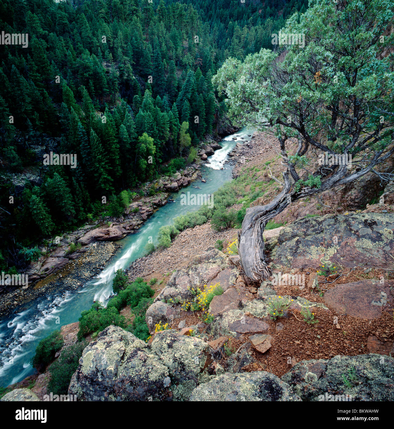 High overview of the Animas River, Animas Canyon, San Juan National Forest, near Durango, Colorado, USA Stock Photo