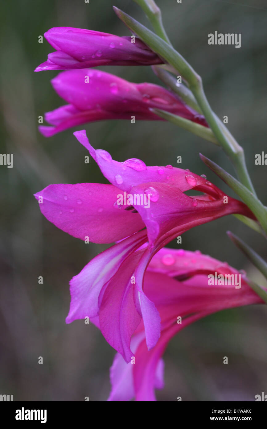 Gladiolus illyricus can commonly be encountered in bushes, woods and garrigas (garrigue). It flowers in spring. Stock Photo