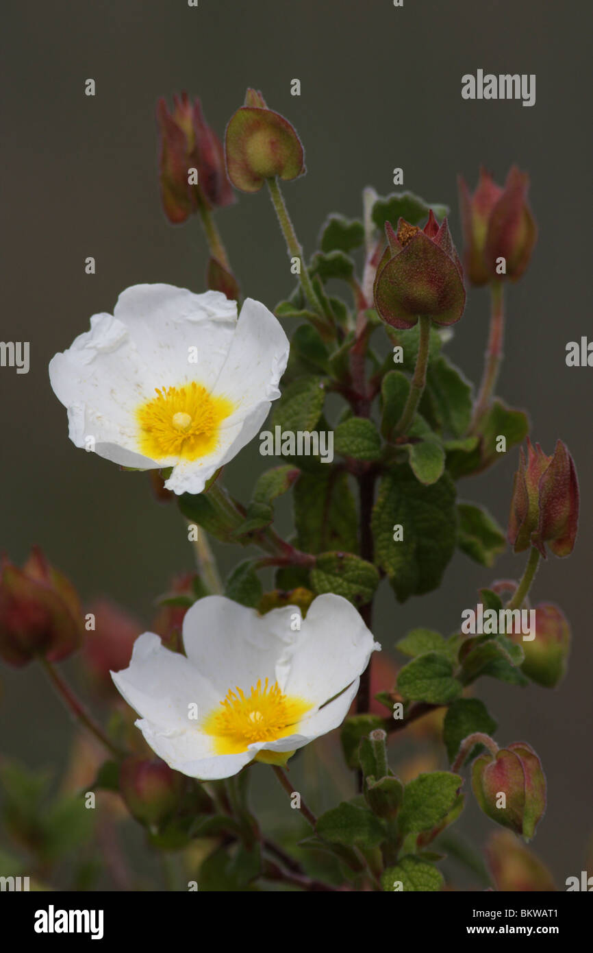 Sage-leaved Cistus is a bush with conspicuous white flowers. It grows on nutrient poor soils, e.g. on rocks and dry grasslands. It is common in the mediterranean region. Stock Photo