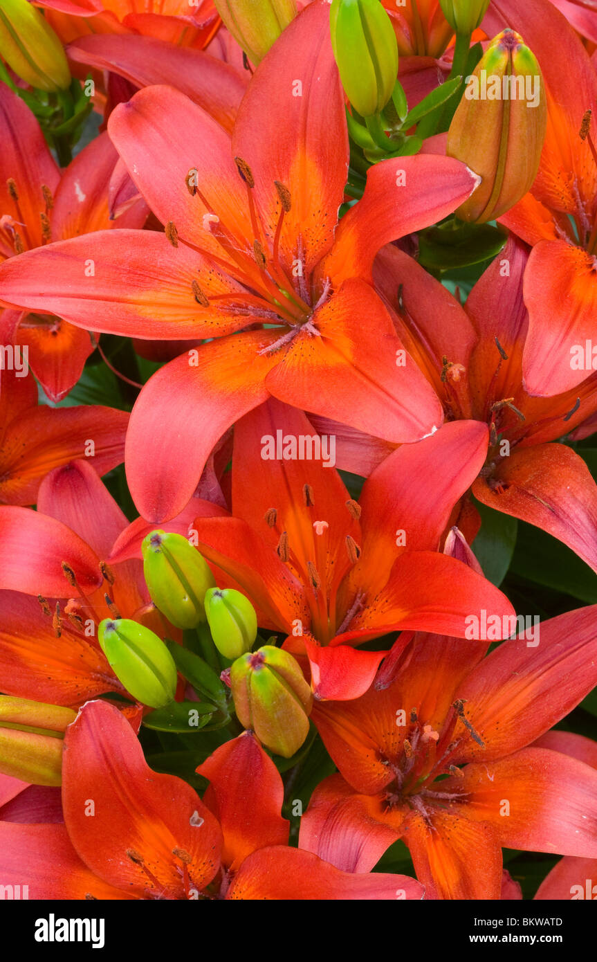 Asiatic Red Lilies United States Stock Photo