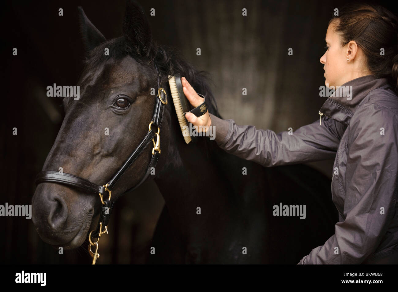 Brushing horses tail hires stock photography and images Alamy