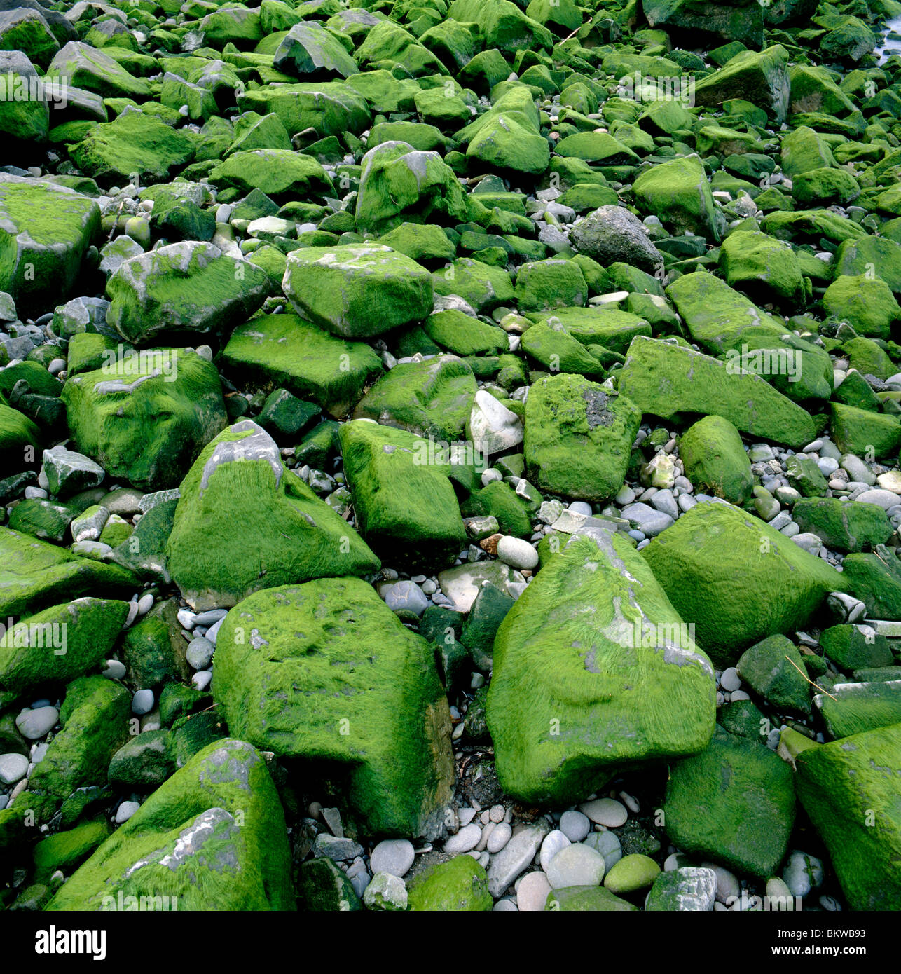 River rocks covered with green moss & lichen, Quillayute River Delta, Pacific Ocean, Olympic Penninsula, La Push, Washington USA Stock Photo