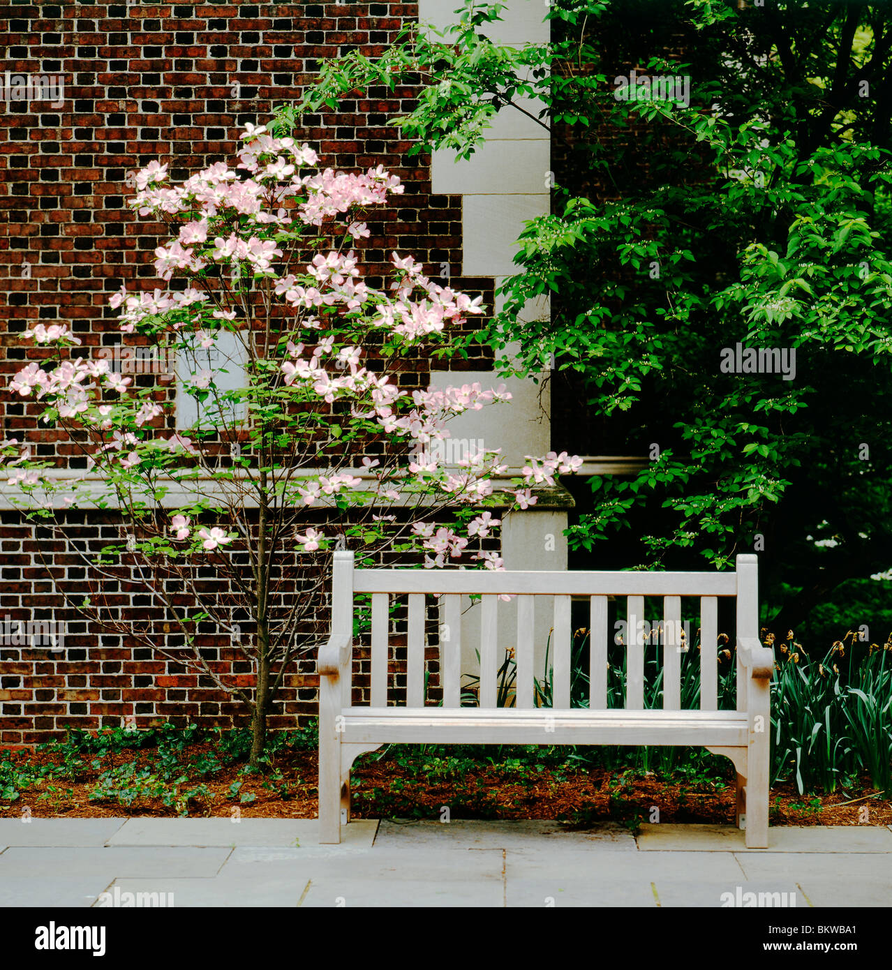 Bench & tree, University of Pennsylvania, Ivy League school founded by Benjamin Franklin; Philadelphia; Pennsylvania; USA Stock Photo