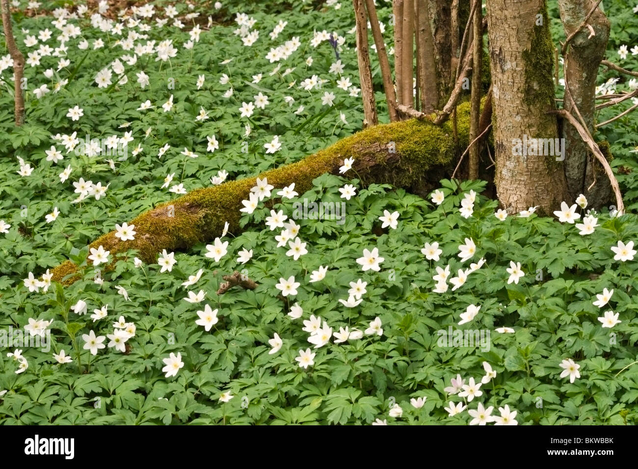 Wood Anemones on woodland floor at Aysgarth, North Yorkshire Stock Photo