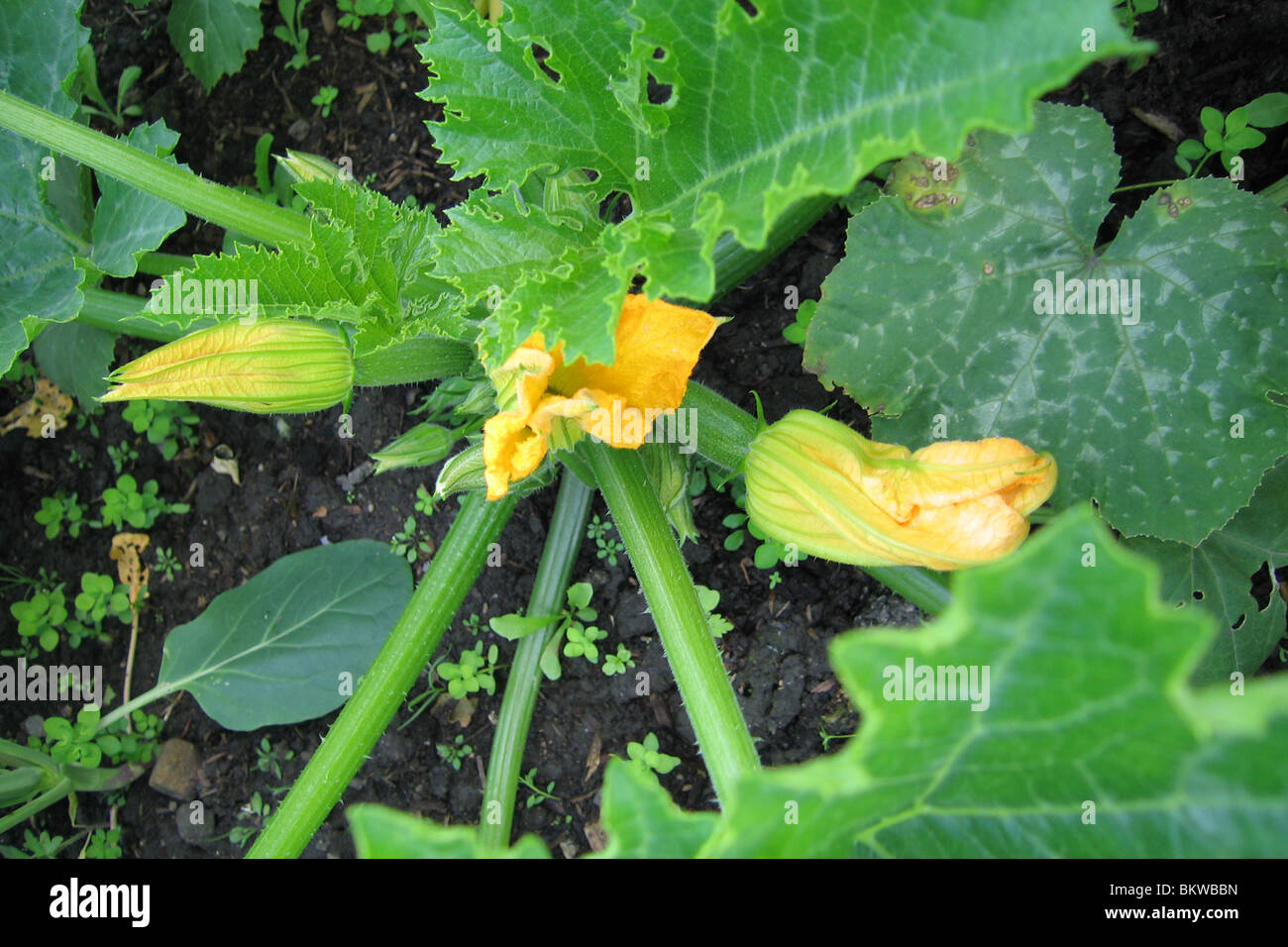 Healthy vegetables growing in garden Stock Photo - Alamy