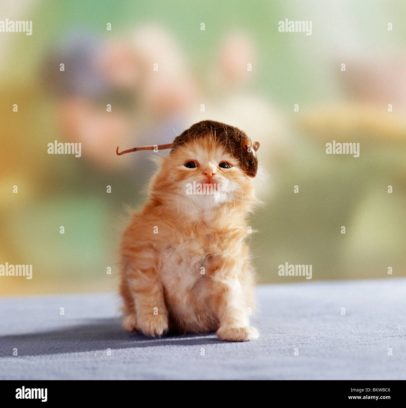 animal friendship : domestic cat kitten mouse Stock Photo
