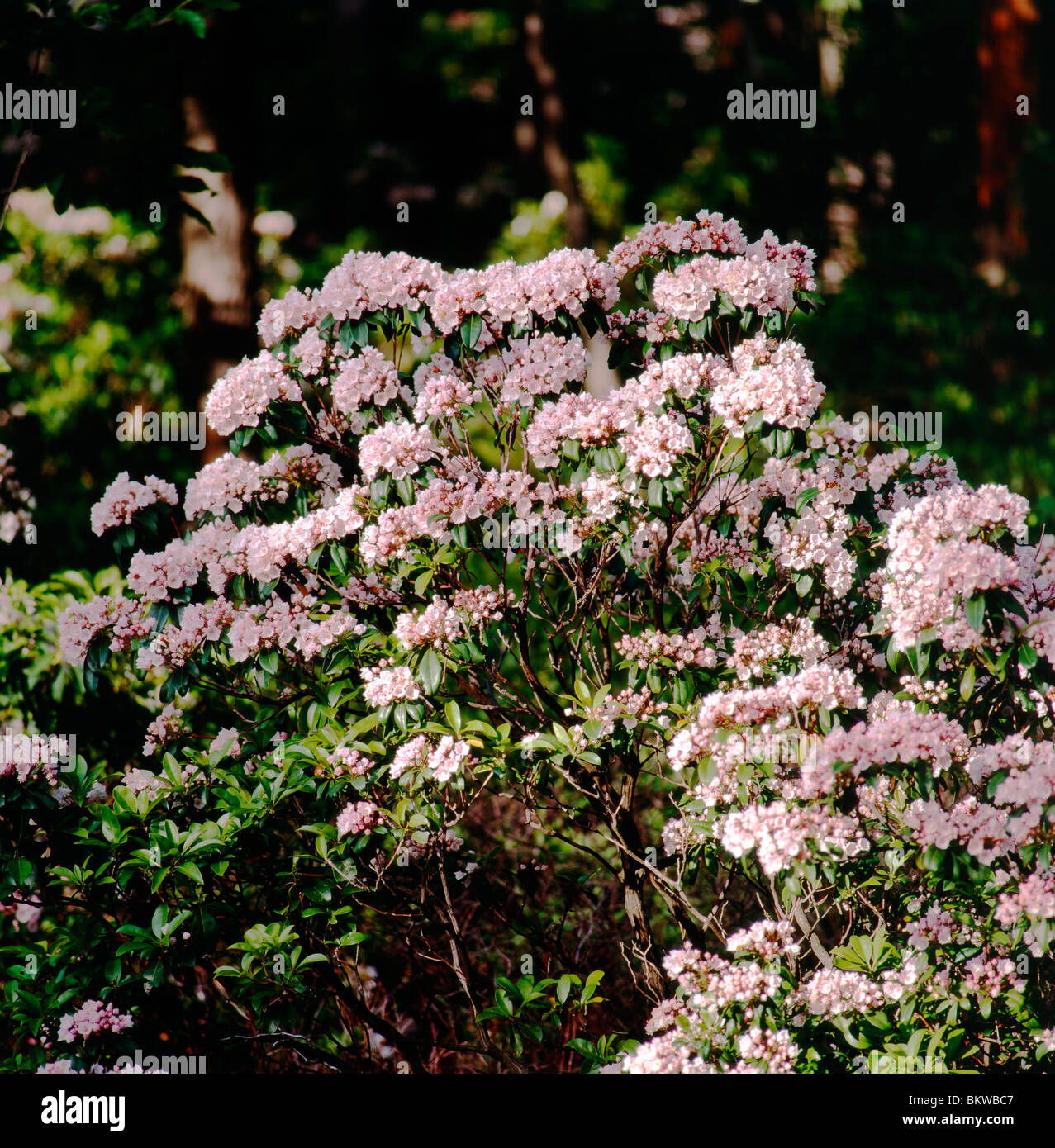 Evergreen Mountain Laurel (Kalmia latifolia) in bloom, Pennsylvania State Flower, Buchanan State Forest, Fulton County, USA Stock Photo
