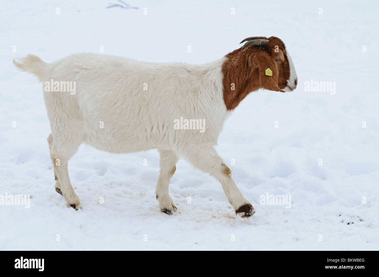 goat walking snow Stock Photo Alamy