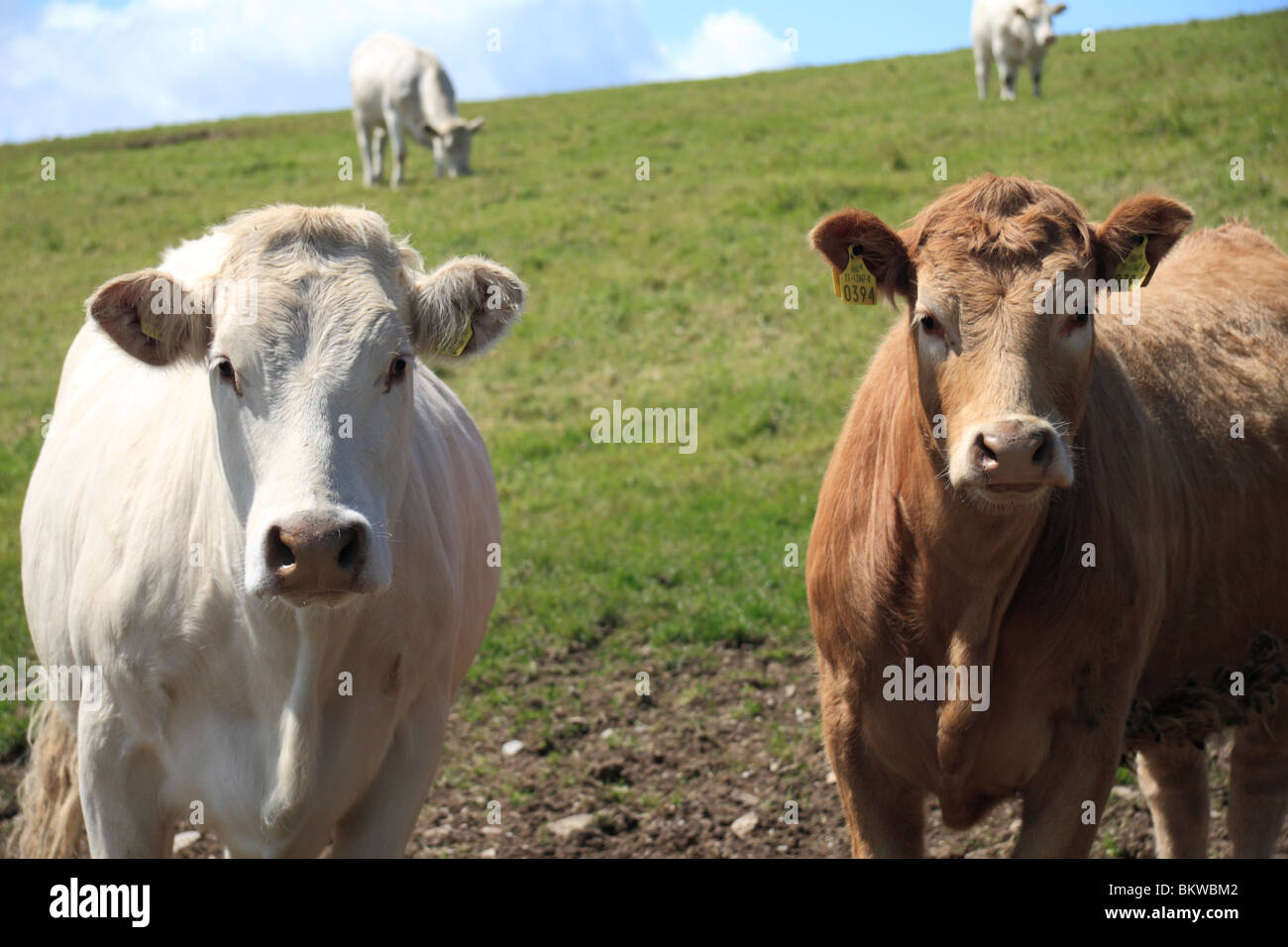 Ireland cows grazing in a field hires stock photography and images Alamy