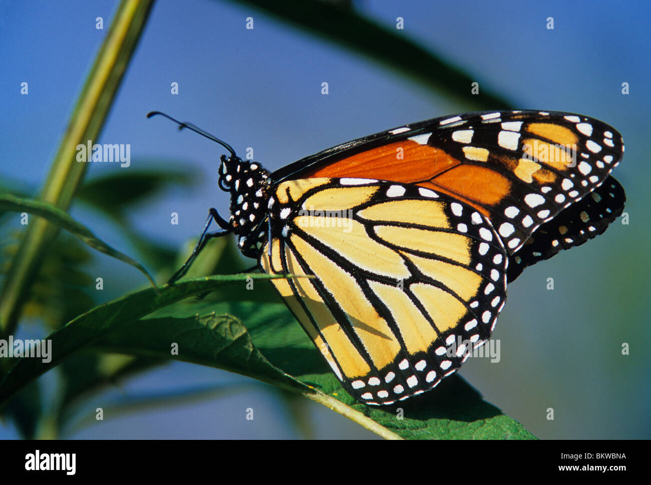 Monarch Butterfly Adult Danaus plexippus resting on leaf Eastern United States Stock Photo
