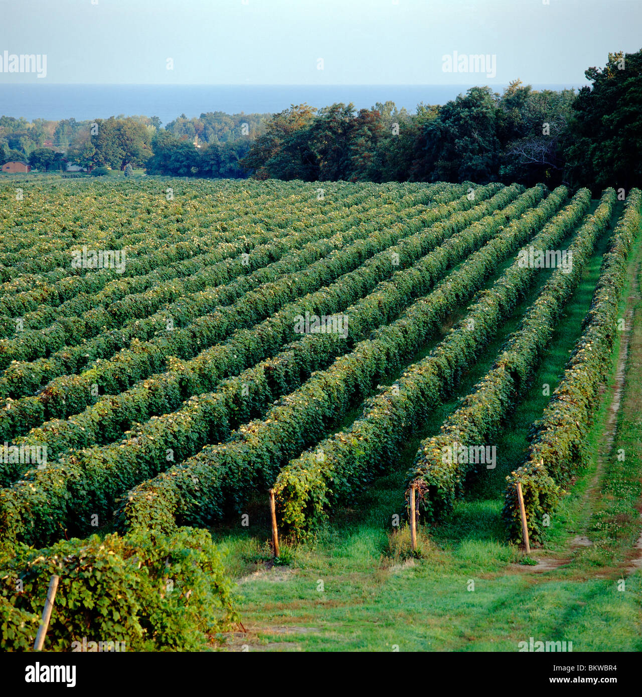 Concord grape vineyards on Lake Erie, North East, Pennsylvania, USA