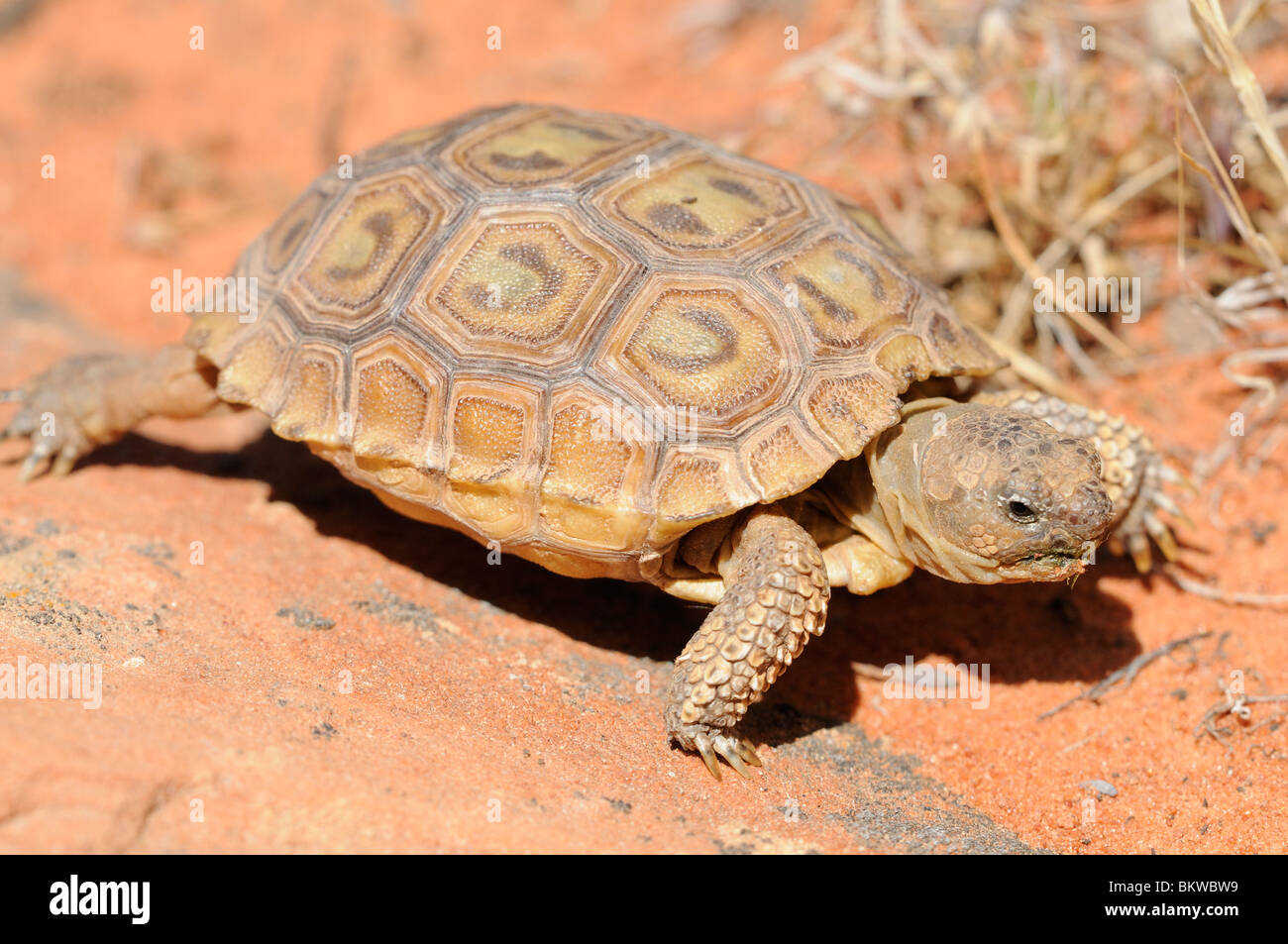 Stock photo of a baby mojave desert tortoise (Gopherus agassizii) walking across slickrock in southern Utah. Stock Photo