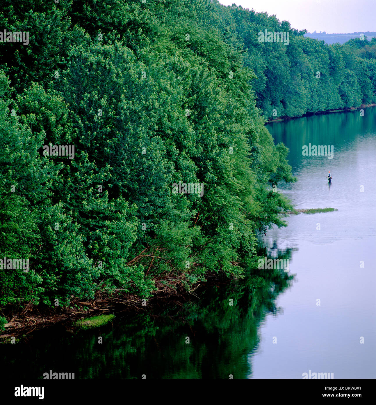 Man wading and fishing along the West Branch of the Susquehanna River, near Lewisburg, Pennsylvania, USA Stock Photo