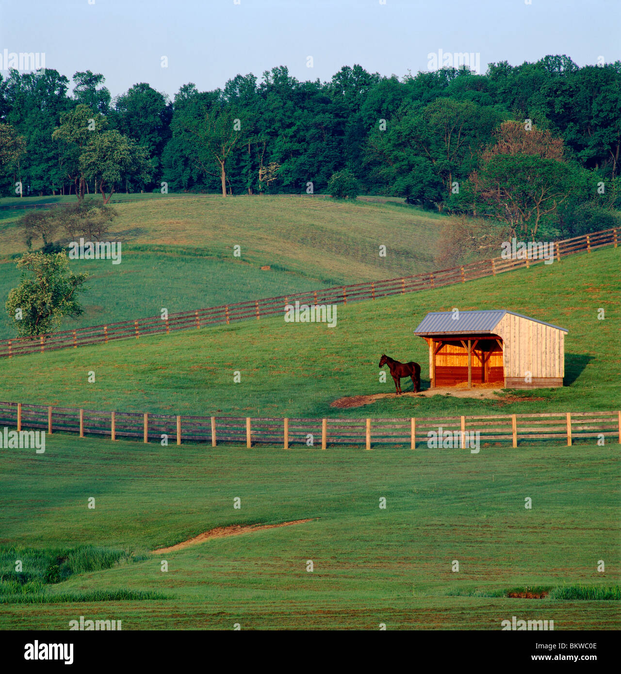 Thoroughbred horse in pasture at sunrise, Chester County, Pennsylvania