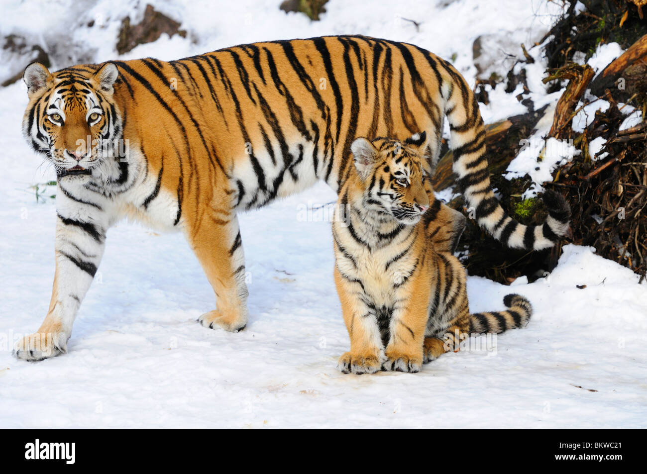 Siberian (Amur) tiger cub playing on the snow with mother Stock Photo