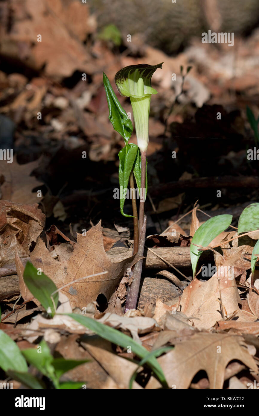 Jack-in-the-Pulpit Arisaema triphyllum in flower, Spring E United States Stock Photo