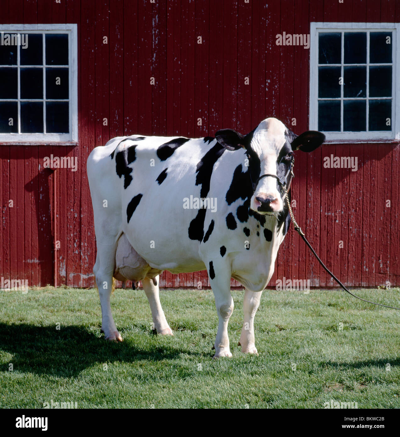 Holstein cow next to a red barn, Vista Grande Farm, near Fleetwood