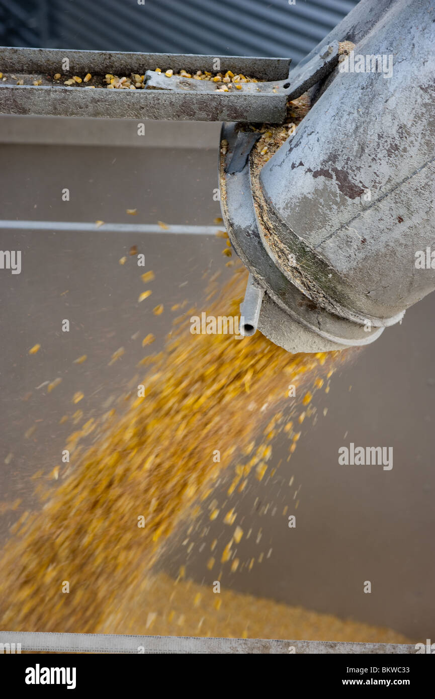 Loading corn into truck Stock Photo Alamy