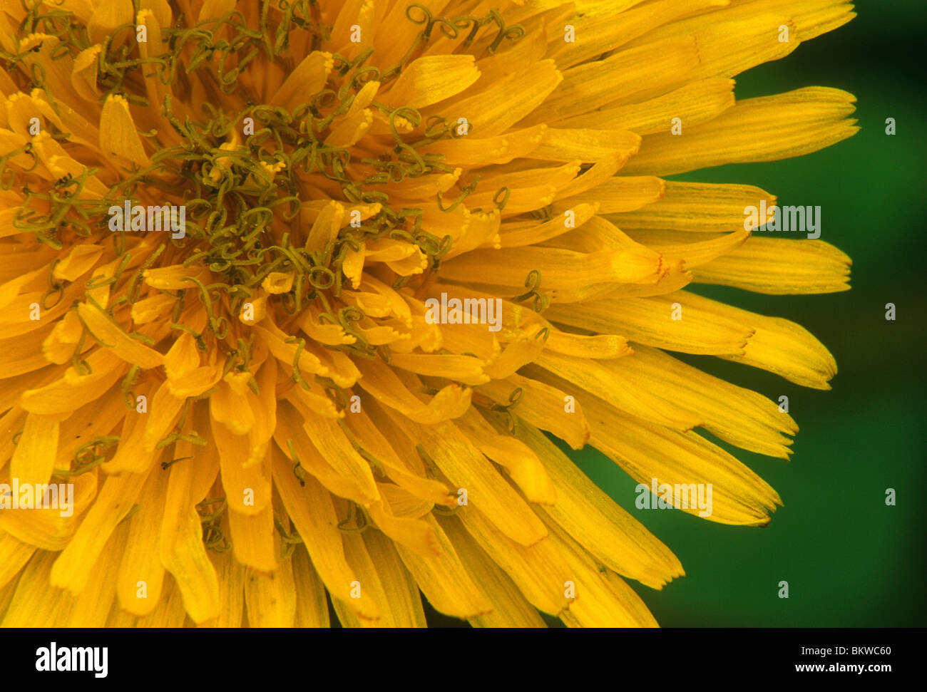Common dandelion flower detail Taraxacum officinale  North America Stock Photo
