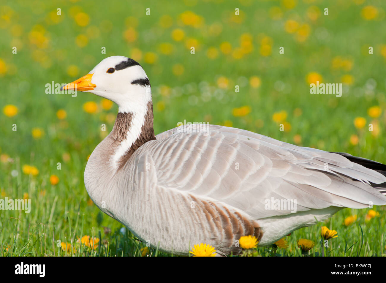 Bar-Headed Goose (anser indicus) Stock Photo