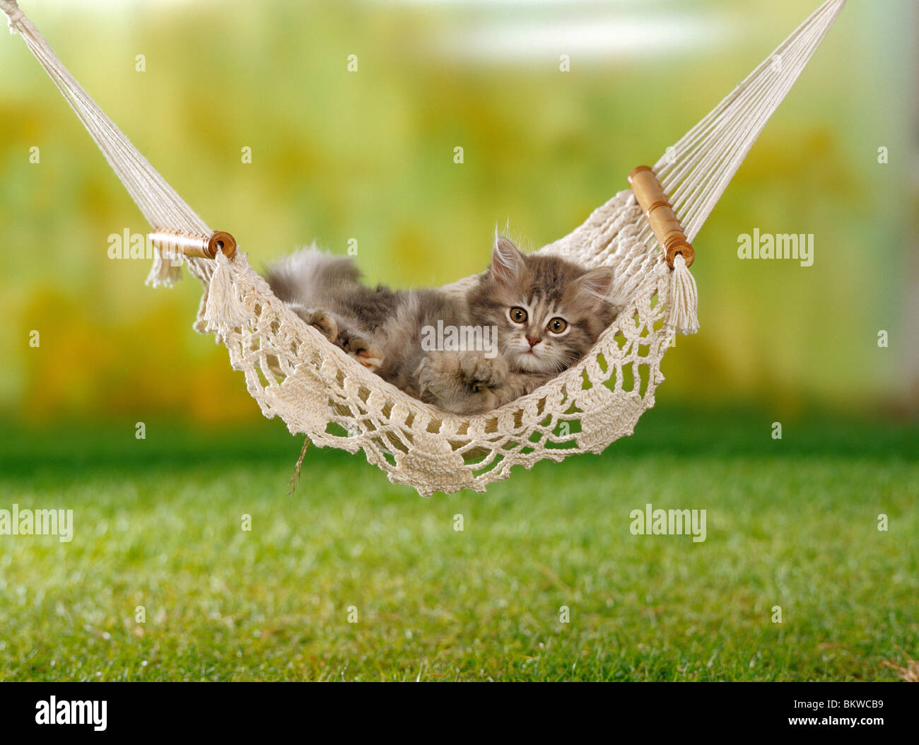 kitten lying hammock Stock Photo