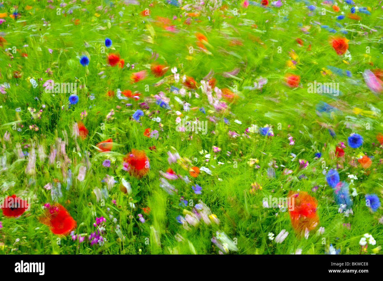 Motion-blurred image of wildflower meadow near Clitheroe, Lancashire Stock Photo