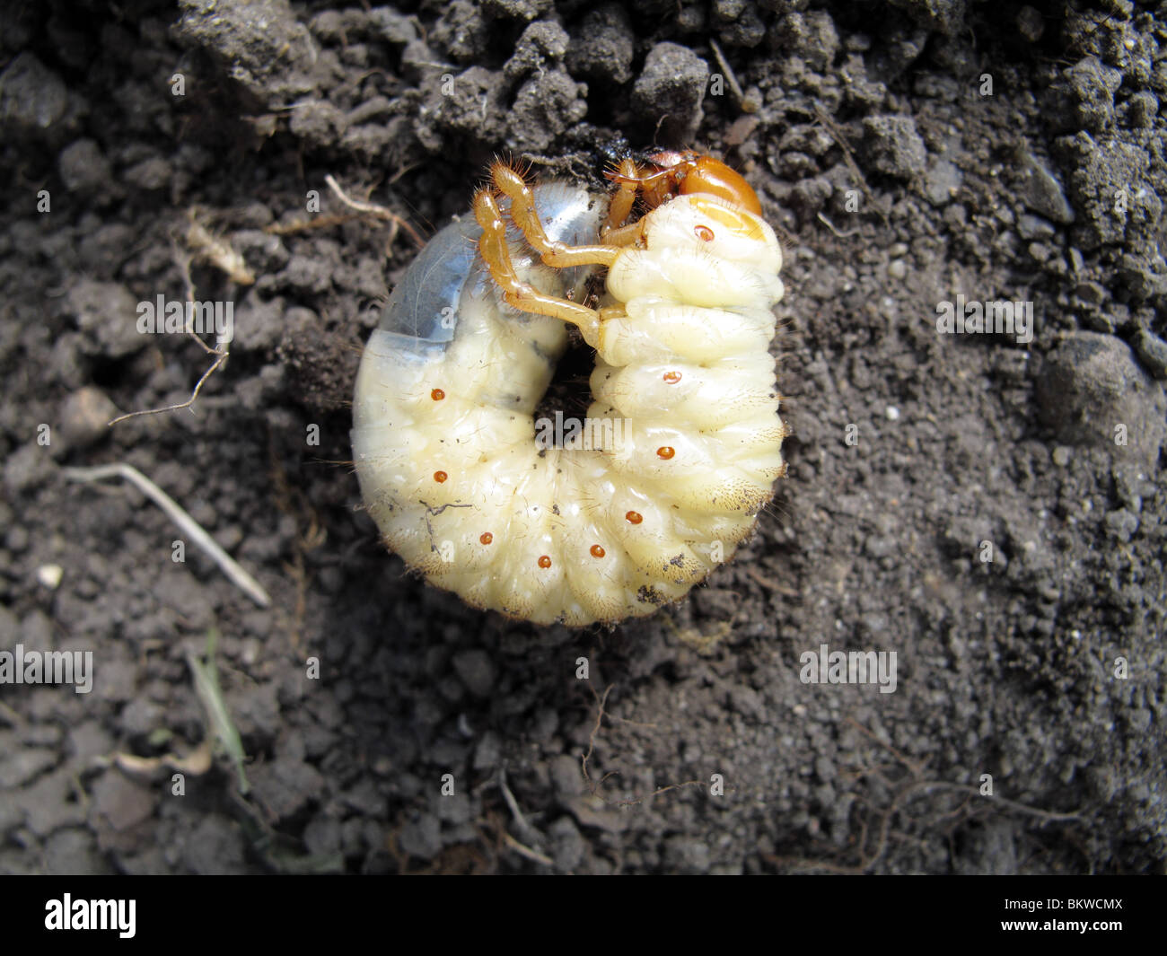 Cockchafer grub (Melolontha melolontha) Stock Photo