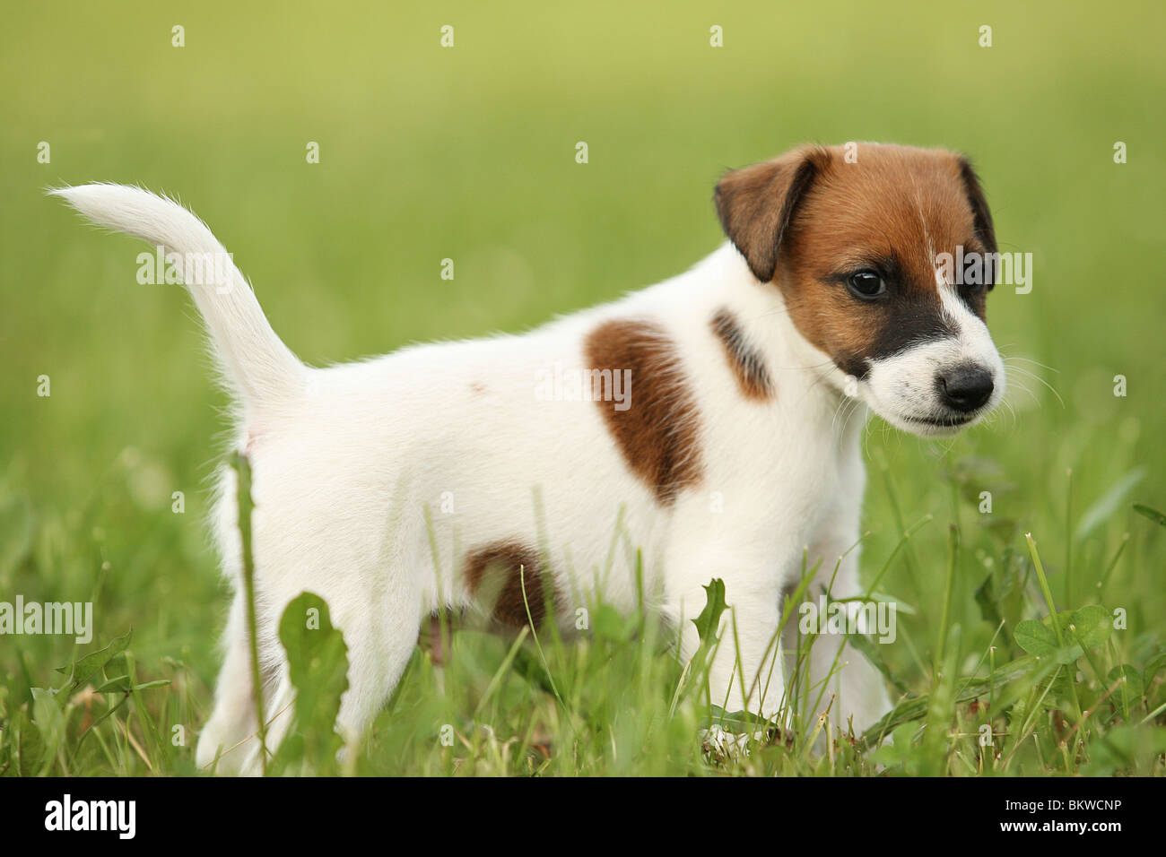 Smooth Fox Terrier dog puppy standing meadow Stock Photo - Alamy