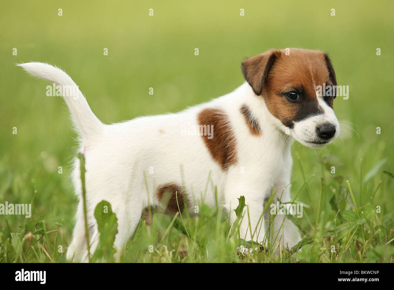 Fox Terrier Cachorro