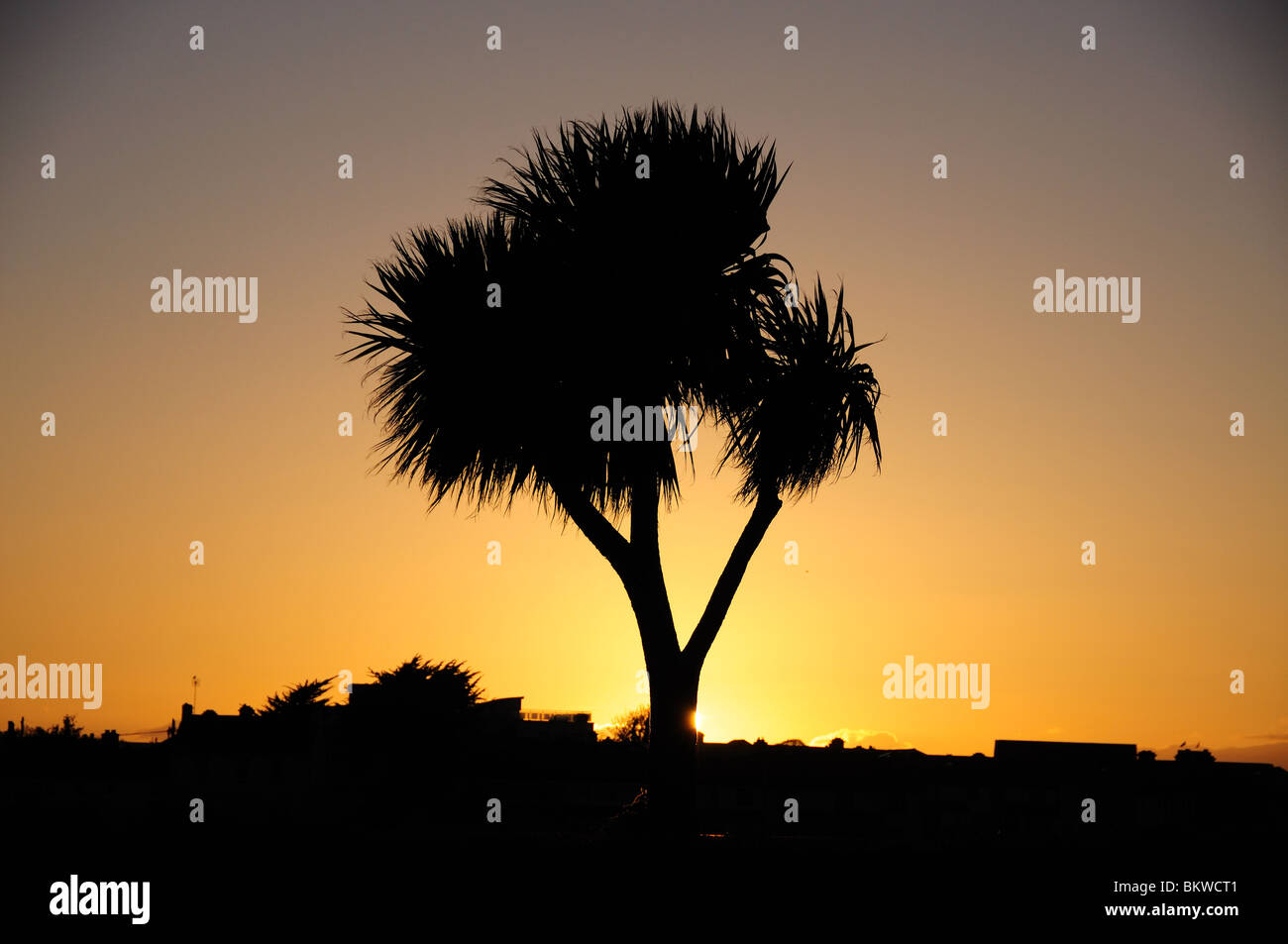 Palm tree silhouette at sunset Stock Photo