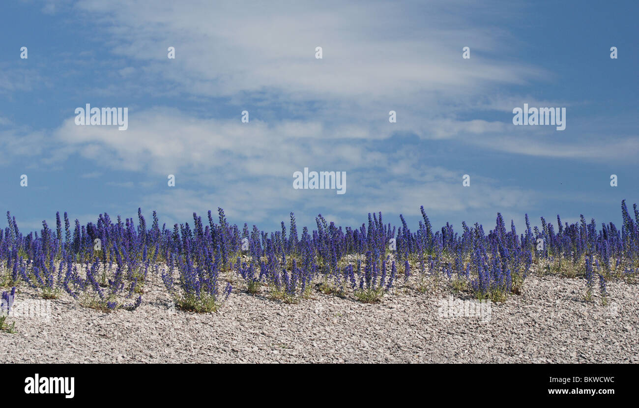 Vivid Blue Flowers High Resolution Stock Photography and Images - Alamy