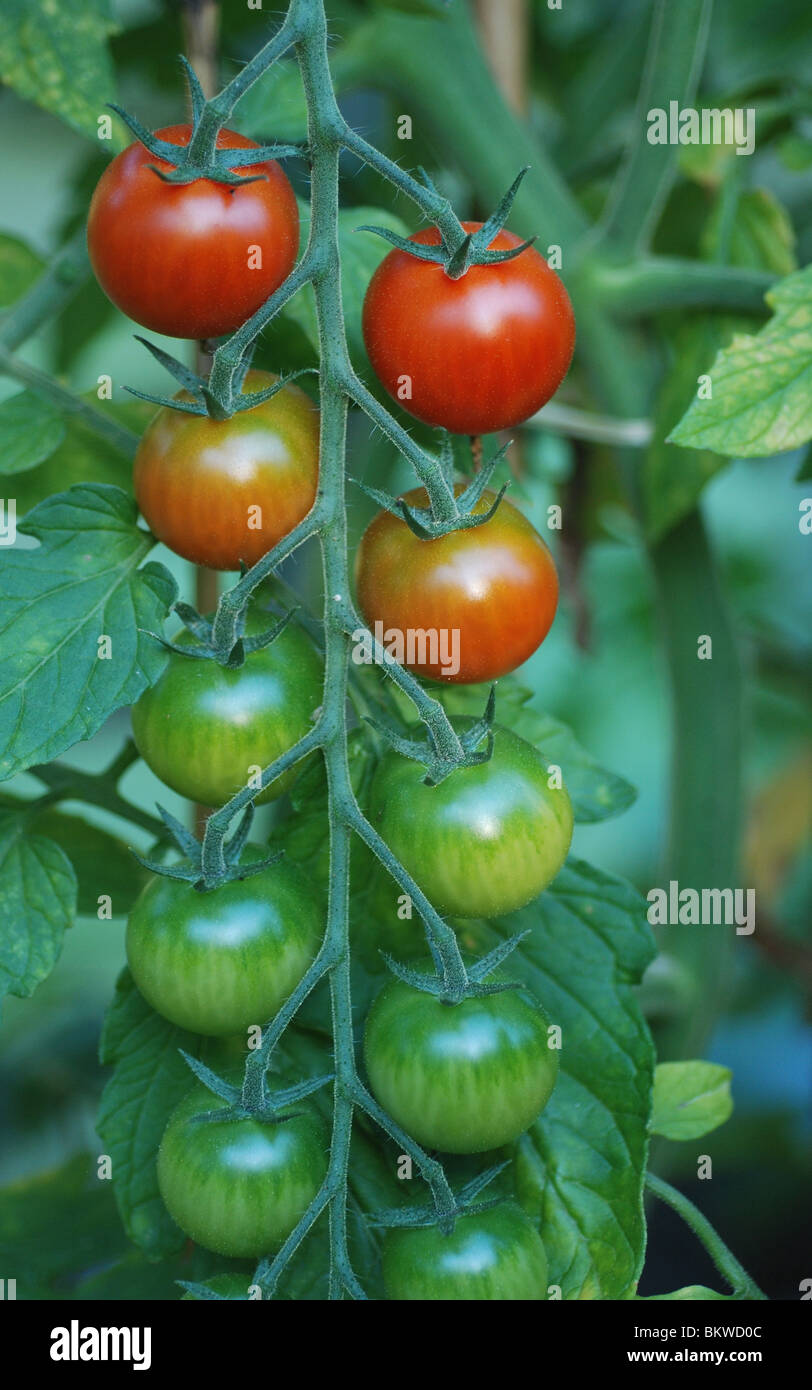 How to grow tomatoes indoors hires stock photography and images Alamy