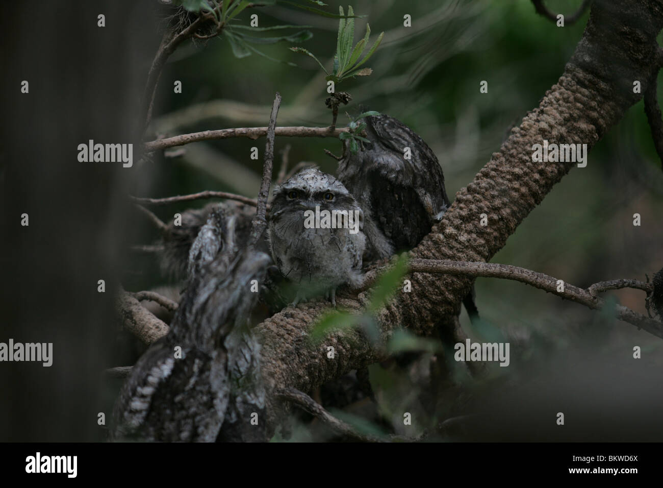 Owls in Australian native bushland. Sydney Australia Stock Photo Alamy