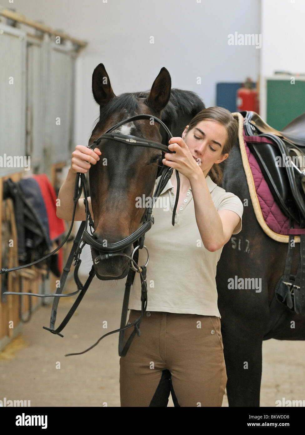 young woman putting bridle on horse Stock Photo Alamy