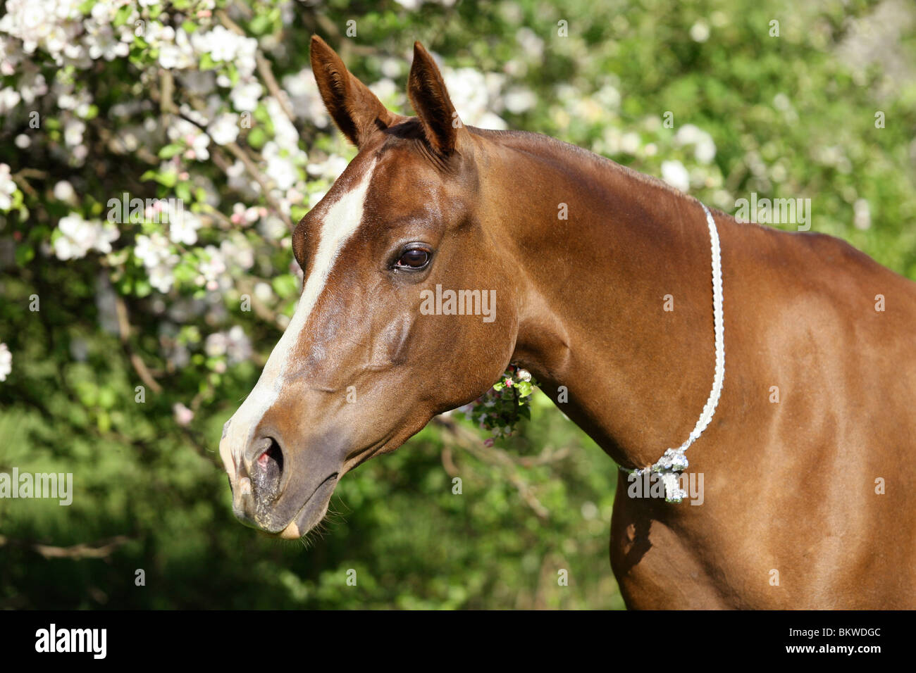 Achal-Teke horse portrait Stock Photo