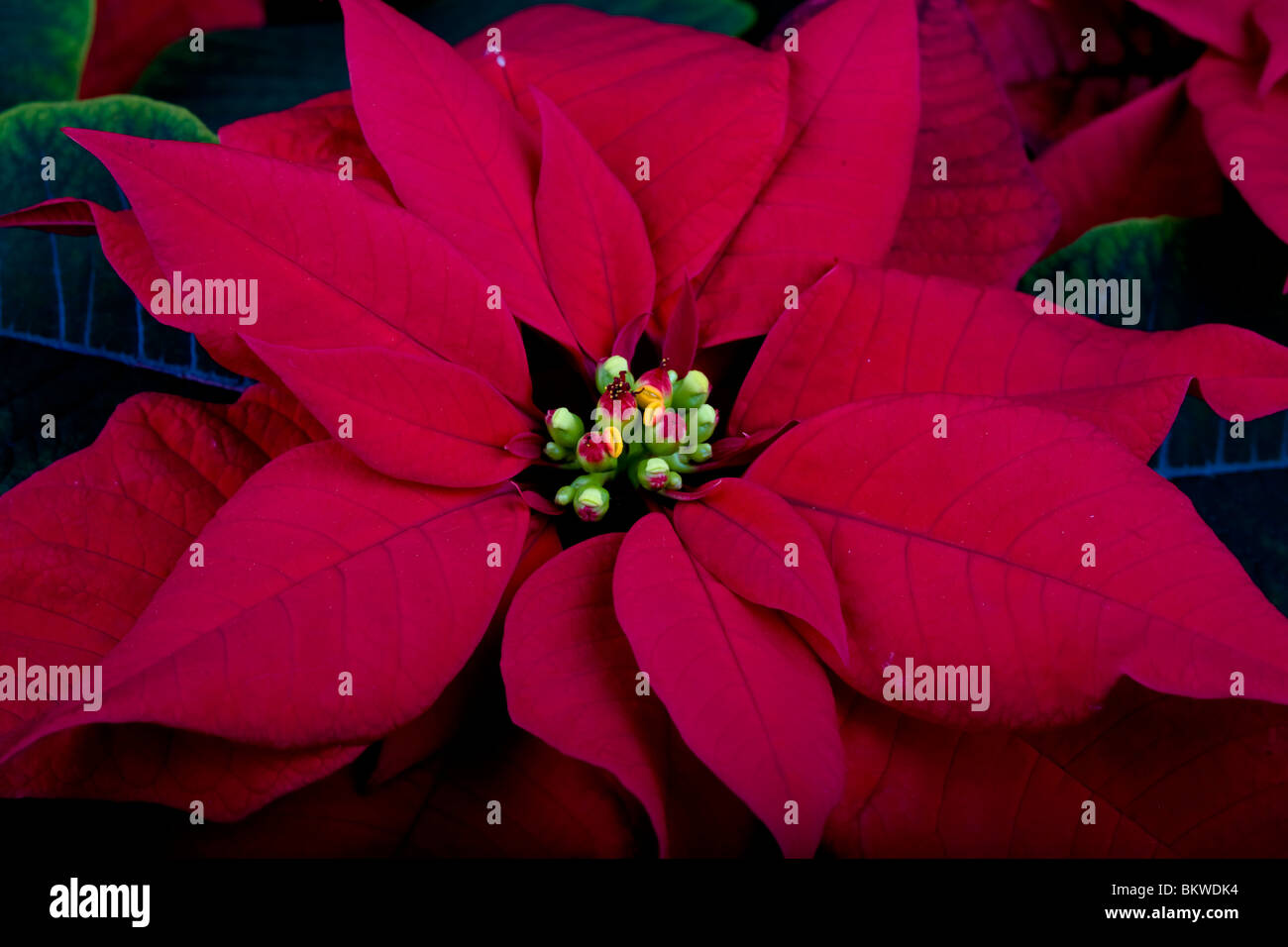 A poinsettia flower is a traditional symbol of Christmas Stock Photo - Alamy