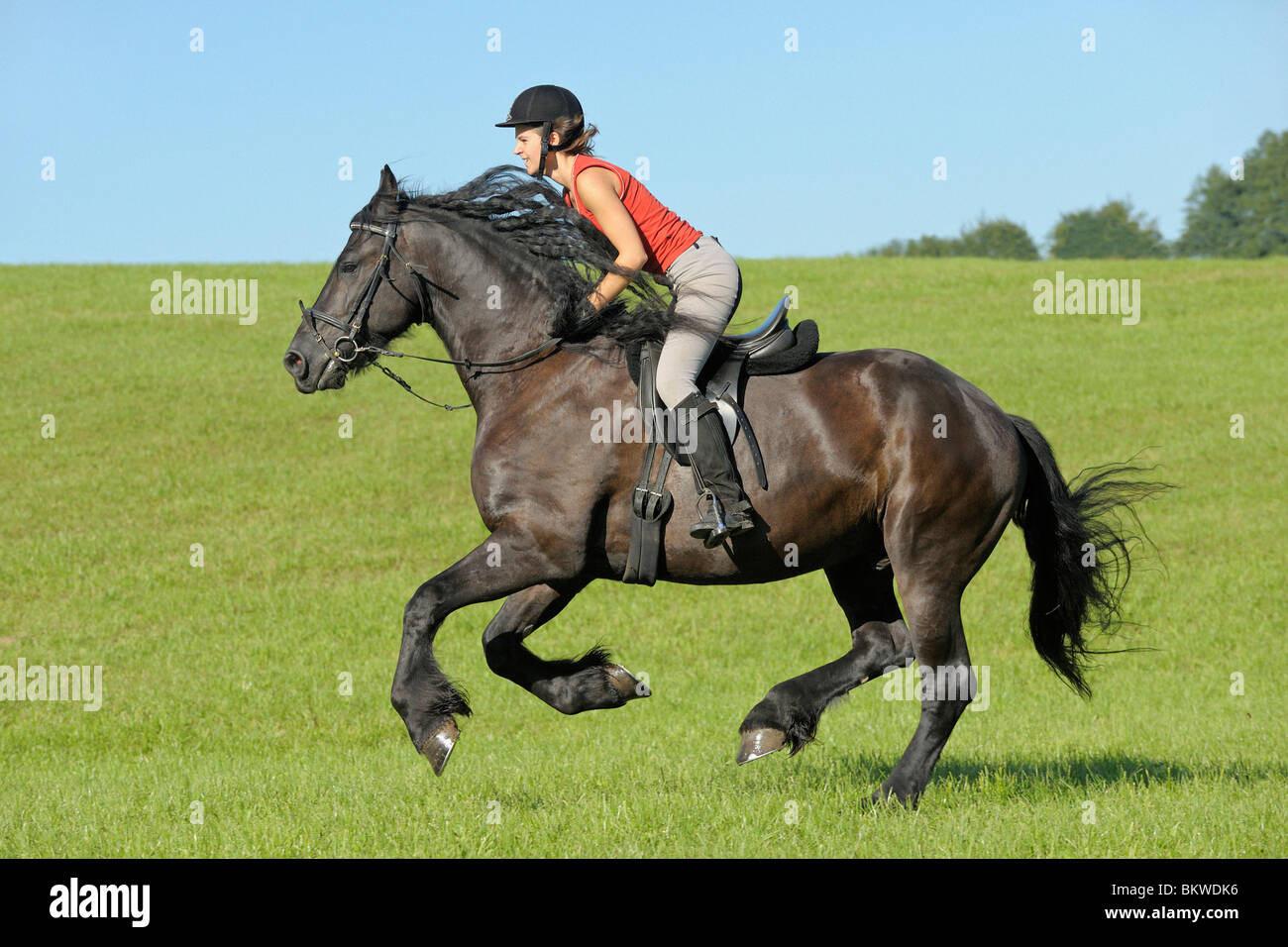 young woman riding on Friesian horse Stock Photo