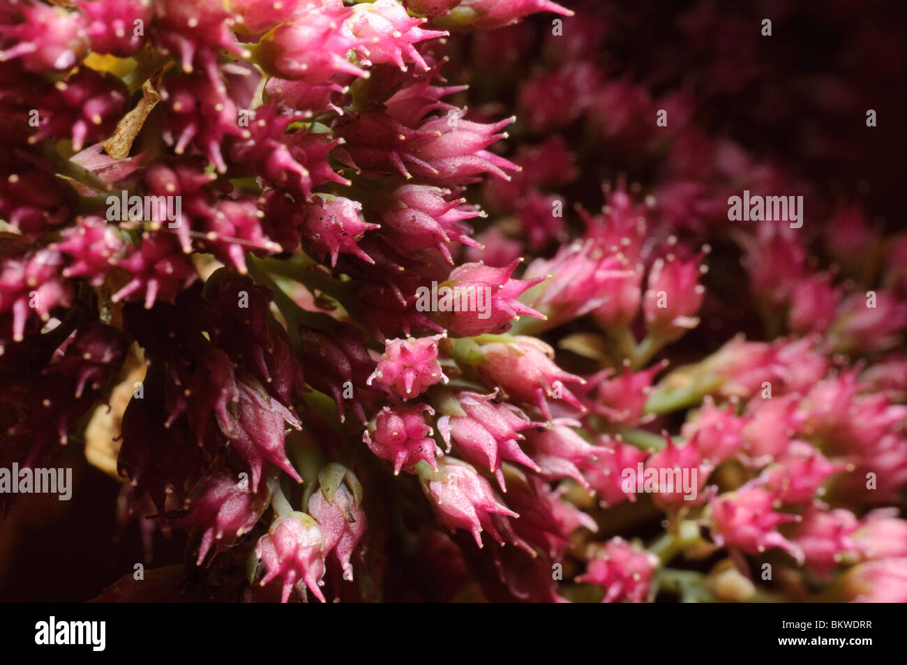 Close up detail of florets of sedum ice-plant (Sedum spectabile) Stock Photo