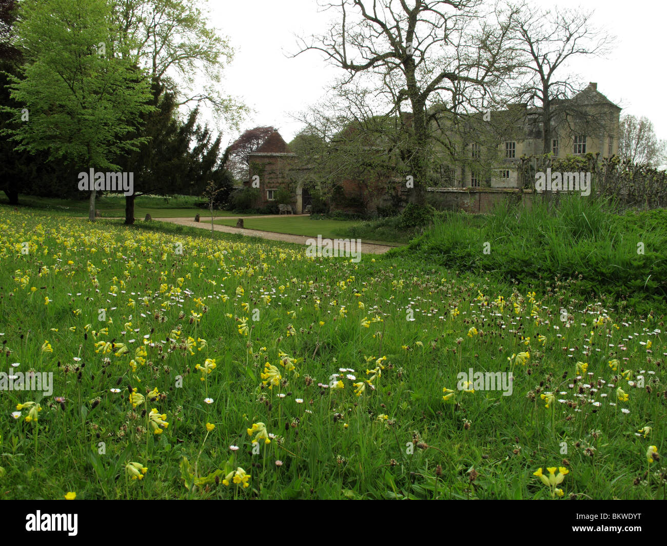 Cranborne Manor cowslip lawn Stock Photo