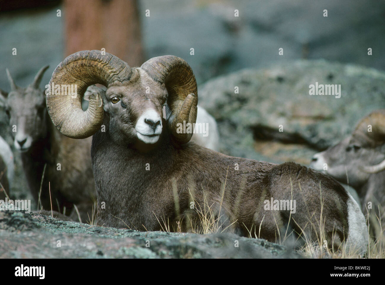 Bighorn Sheep male with big curl resting Ovis canadensis  W NA, by Bill Lea/Dembinsky Photo Assoc Stock Photo