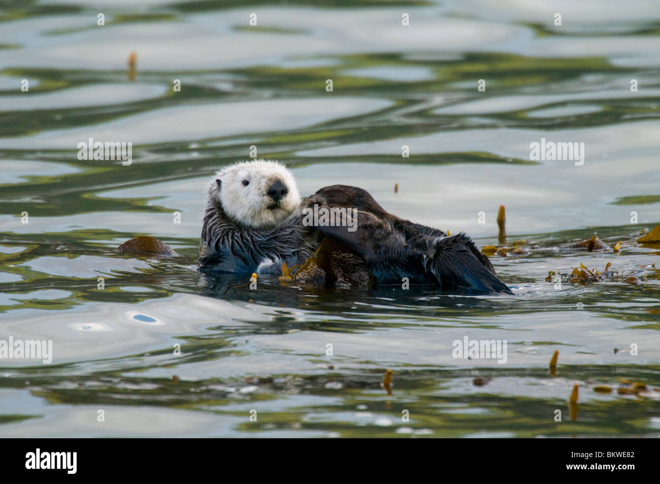Sea Otter Enhydra lutris in kelp bed Point Lobos State Reserve California USA Stock Photo