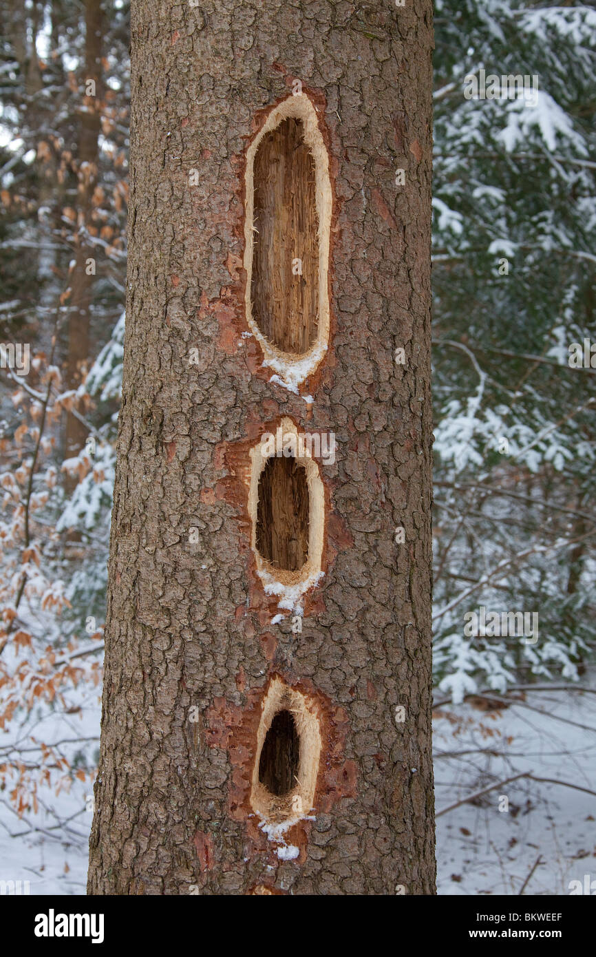 should i drill holes in my christmas tree should i drill holes in my christmas tree