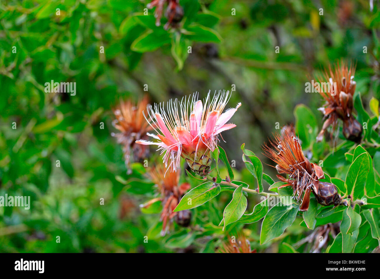 Protea, Sugarbush flower in Kirstenbosch National Botanical Gardens, Cape Town, South Africa. Stock Photo