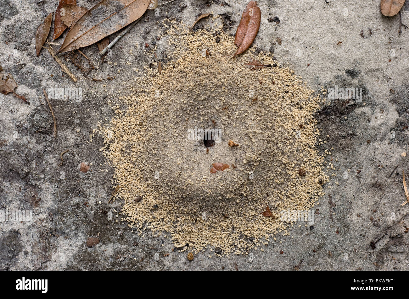 red ant hill in sandy soil Stock Photo